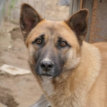 RUMO, Hund, Mischlingshund in Rumänien - Bild 4