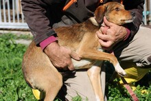 PAGI, Hund, Pinscher-Mix in Lohra-Reimershausen - Bild 2