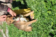 PAGI, Hund, Pinscher-Mix in Lohra-Reimershausen - Bild 4