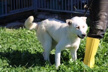 SAENO, Hund, Labrador-Mix in Lohra-Reimershausen - Bild 2