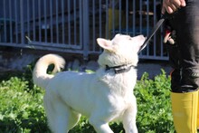 SAENO, Hund, Labrador-Mix in Lohra-Reimershausen - Bild 3