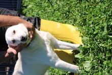 SAENO, Hund, Labrador-Mix in Lohra-Reimershausen - Bild 4