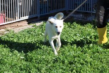 SAENO, Hund, Labrador-Mix in Lohra-Reimershausen - Bild 5