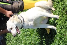 SAENO, Hund, Labrador-Mix in Lohra-Reimershausen - Bild 6