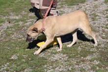 PINA, Hund, Mischlingshund in Rumänien - Bild 4