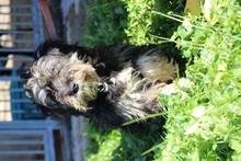 NENA, Hund, Bearded Collie-Mix in Lohra-Reimershausen - Bild 1