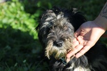 NENA, Hund, Bearded Collie-Mix in Lohra-Reimershausen - Bild 2