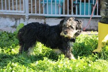 NENA, Hund, Bearded Collie-Mix in Lohra-Reimershausen - Bild 3