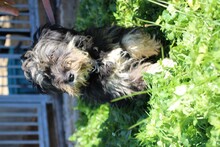 NENA, Hund, Bearded Collie-Mix in Lohra-Reimershausen - Bild 4