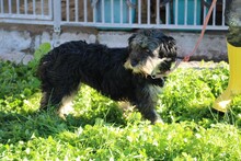 NENA, Hund, Bearded Collie-Mix in Lohra-Reimershausen - Bild 5