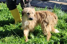 ILLIO, Hund, Bearded Collie-Mix in Rumänien - Bild 1