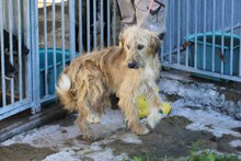 ILLIO, Hund, Bearded Collie-Mix in Rumänien - Bild 2