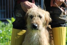 ILLIO, Hund, Bearded Collie-Mix in Rumänien - Bild 3