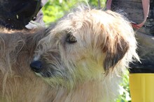 ILLIO, Hund, Bearded Collie-Mix in Rumänien - Bild 4