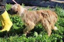 ILLIO, Hund, Bearded Collie-Mix in Rumänien - Bild 6