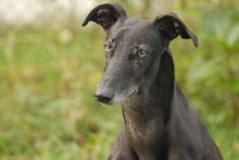 QUEEN, Hund, Galgo Español in Wenzendorf