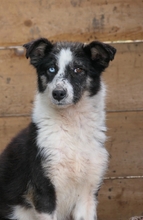 MILA, Hund, Mischlingshund in Rumänien - Bild 3