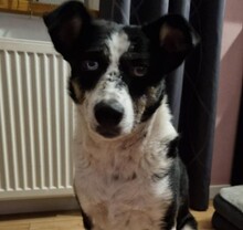 MILA, Hund, Mischlingshund in Ringelai