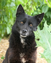 OTTO, Hund, Mischlingshund in Rumänien - Bild 1