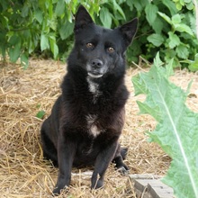 OTTO, Hund, Mischlingshund in Rumänien - Bild 2