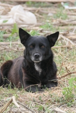 OTTO, Hund, Mischlingshund in Rumänien - Bild 4