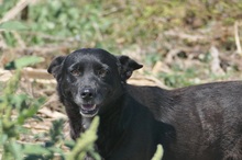 OTTO, Hund, Mischlingshund in Rumänien - Bild 5