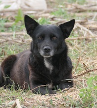 OTTO, Hund, Mischlingshund in Rumänien - Bild 6