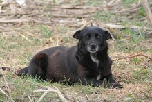 OTTO, Hund, Mischlingshund in Rumänien - Bild 8