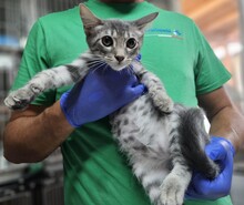 JET, Katze, Europäisch Kurzhaar in Italien