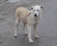 ADALI, Hund, Mischlingshund in Bulgarien - Bild 1