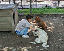 ADALI, Hund, Mischlingshund in Bulgarien - Bild 10