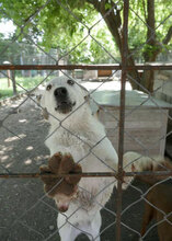 ADALI, Hund, Mischlingshund in Bulgarien - Bild 11