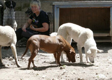 ADALI, Hund, Mischlingshund in Bulgarien - Bild 12