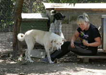 ADALI, Hund, Mischlingshund in Bulgarien - Bild 13