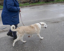 ADALI, Hund, Mischlingshund in Bulgarien - Bild 2