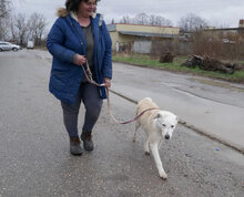 ADALI, Hund, Mischlingshund in Bulgarien - Bild 3