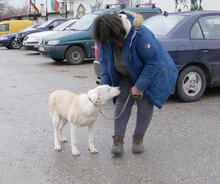 ADALI, Hund, Mischlingshund in Bulgarien - Bild 4