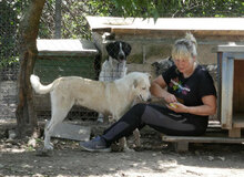 ADALI, Hund, Mischlingshund in Bulgarien - Bild 9