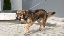 TANYA, Hund, Collie-Mix in Bulgarien - Bild 1