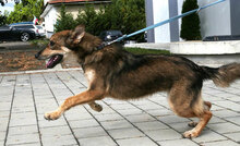 TANYA, Hund, Collie-Mix in Bulgarien - Bild 2