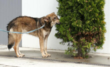 TANYA, Hund, Collie-Mix in Bulgarien - Bild 4