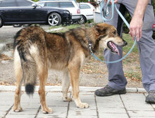 TANYA, Hund, Collie-Mix in Bulgarien - Bild 5