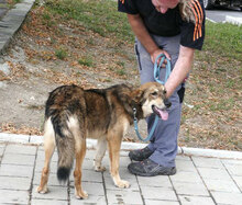 TANYA, Hund, Collie-Mix in Bulgarien - Bild 6