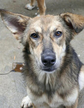 TANYA, Hund, Collie-Mix in Bulgarien - Bild 7