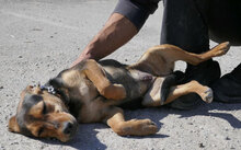 EHNI, Hund, Deutsche Bracke-Beagle-Mix in Bulgarien - Bild 10