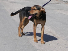 EHNI, Hund, Deutsche Bracke-Beagle-Mix in Bulgarien - Bild 2