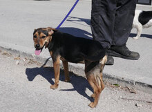 EHNI, Hund, Deutsche Bracke-Beagle-Mix in Bulgarien - Bild 4