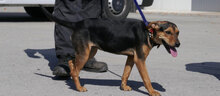 EHNI, Hund, Deutsche Bracke-Beagle-Mix in Bulgarien - Bild 6