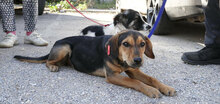 EHNI, Hund, Deutsche Bracke-Beagle-Mix in Bulgarien - Bild 7