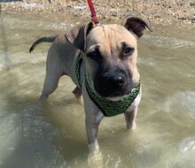 BARO, Hund, Shar Pei-Mix in Ungarn - Bild 1